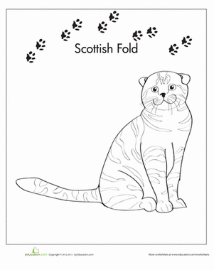 Scottish Fold coloring #11, Download drawings