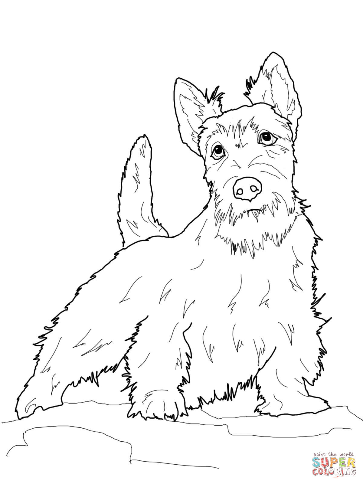 Scottish Terrier  coloring #16, Download drawings