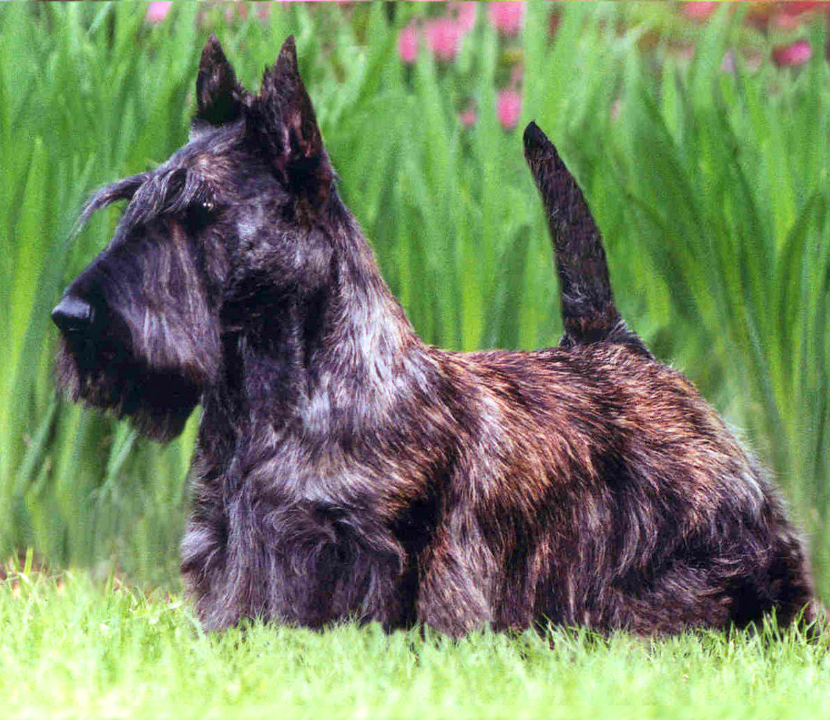 Scottish Terrier  coloring #1, Download drawings
