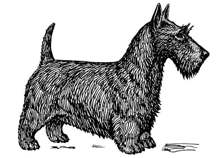 Scottish Terrier  coloring #4, Download drawings