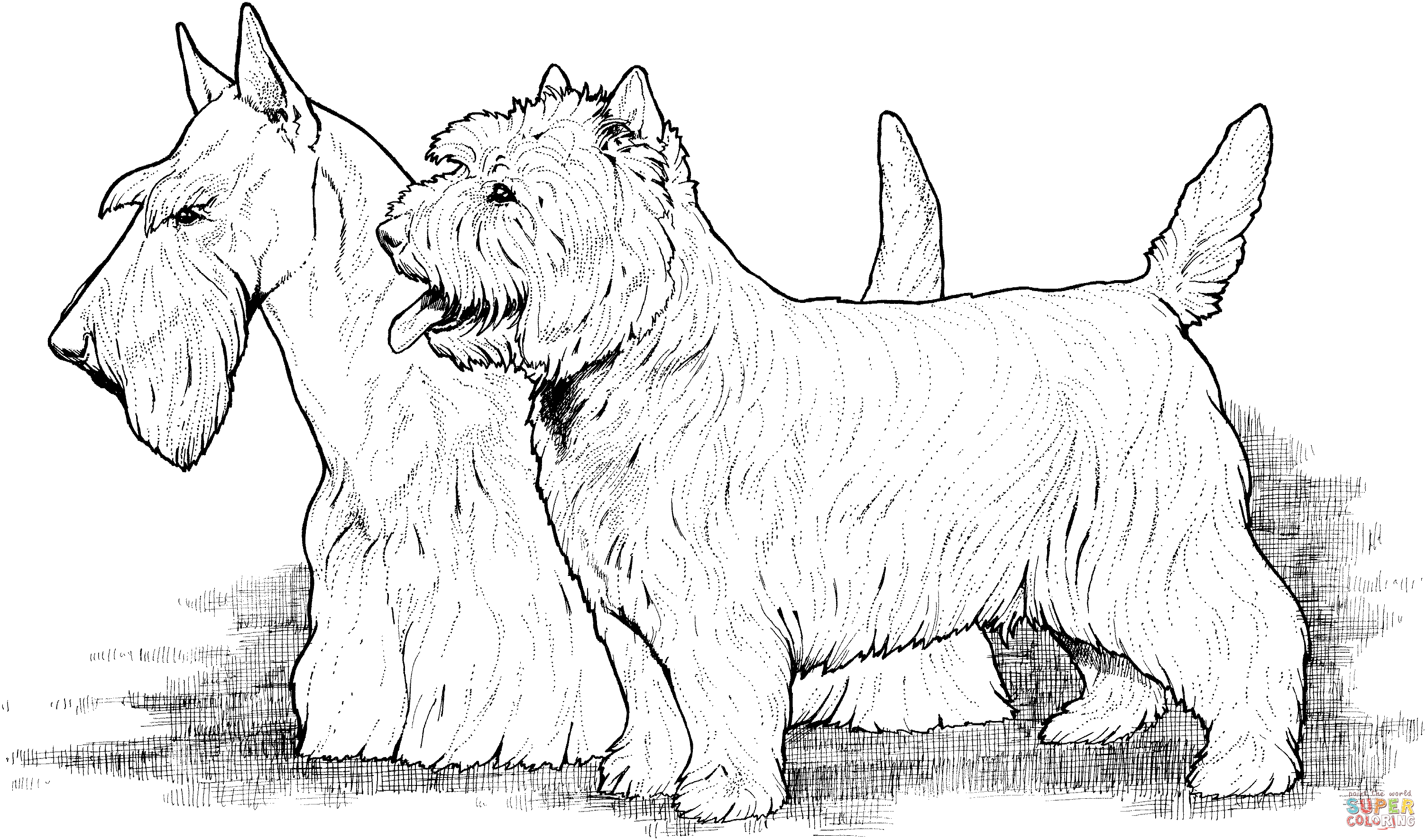 Scottish Terrier  coloring #2, Download drawings