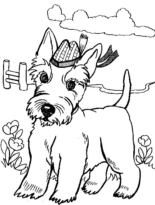 Scottish Terrier  coloring #19, Download drawings