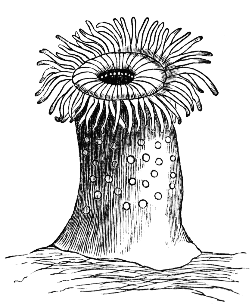 Sea Anemone clipart #3, Download drawings