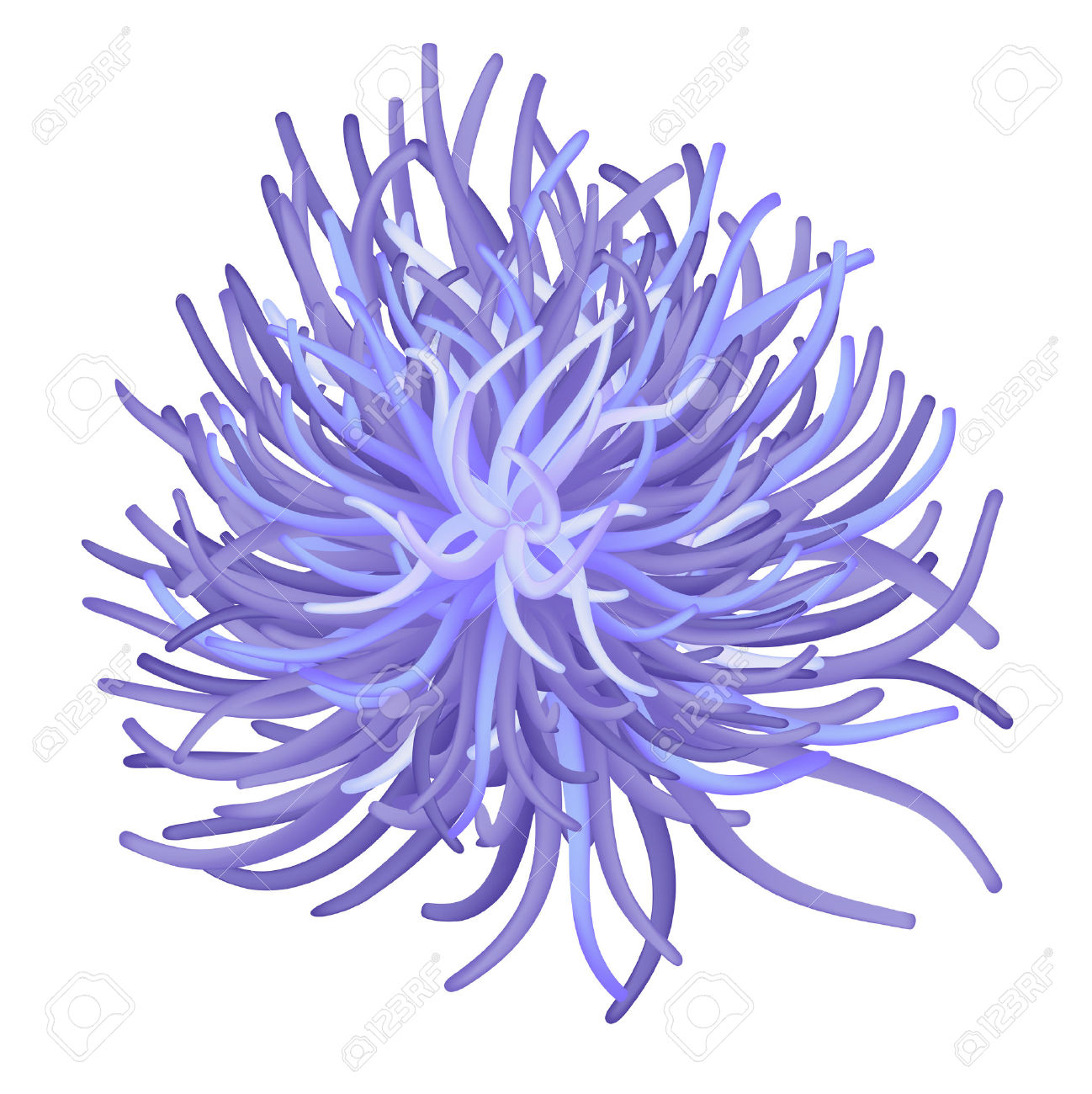 Sea Anemone clipart #18, Download drawings