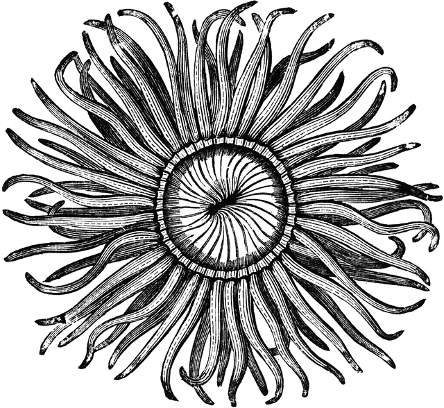 Sea Anemone clipart #10, Download drawings