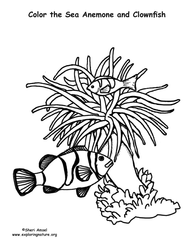 Sea Anemone coloring #8, Download drawings