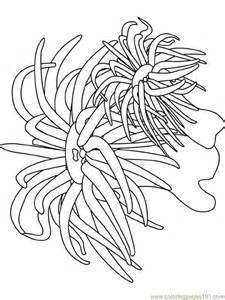 Sea Anemone coloring #12, Download drawings