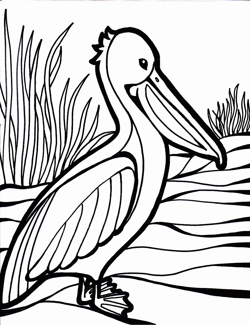 Pelican Island coloring #1, Download drawings