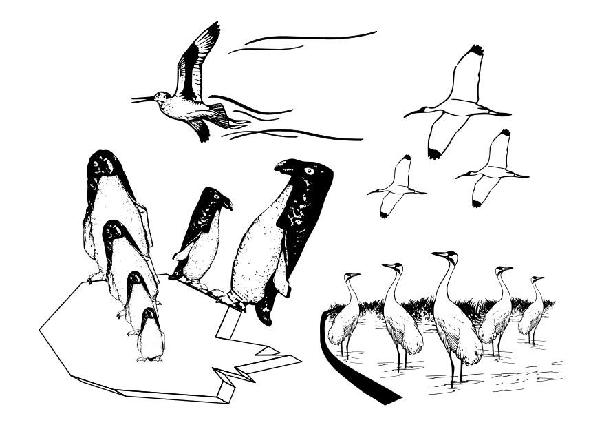 Sea Bird coloring #1, Download drawings