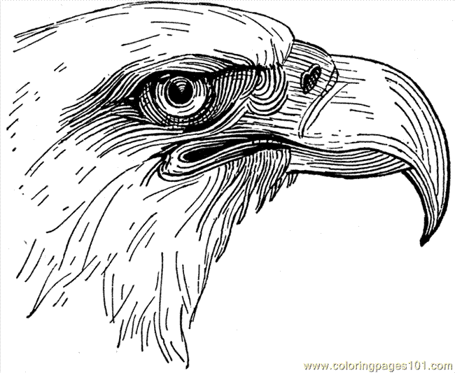 Sea Eagle coloring #20, Download drawings