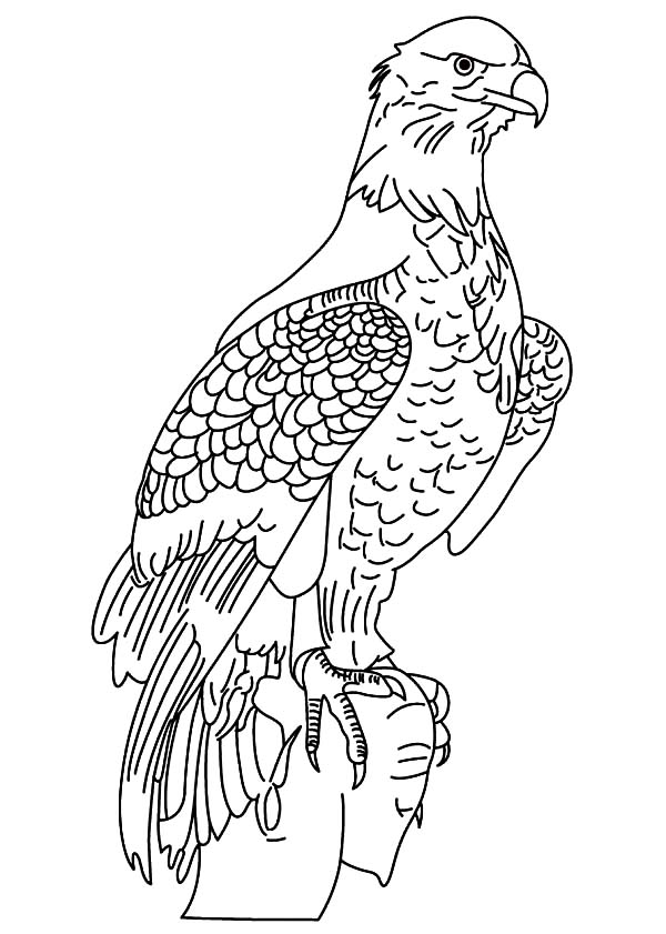 Sea Eagle coloring #9, Download drawings