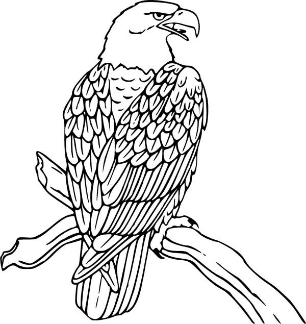Sea Eagle coloring #12, Download drawings