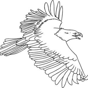 Sea Eagle coloring #8, Download drawings