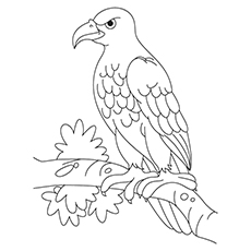 Sea Eagle coloring #18, Download drawings