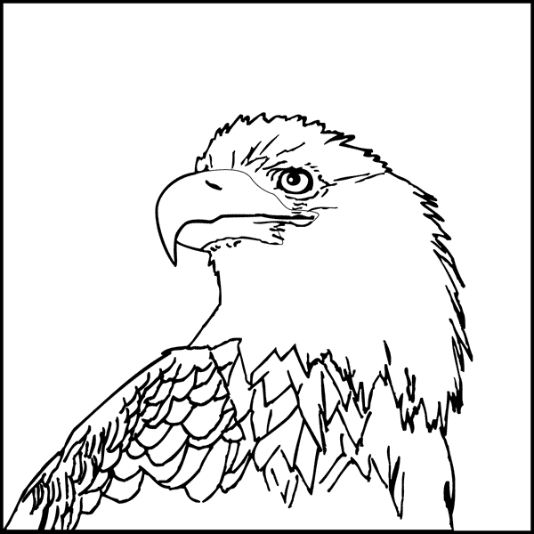White-tailed Eagle coloring #8, Download drawings
