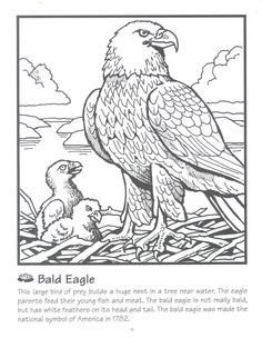 Sea Eagle coloring #19, Download drawings