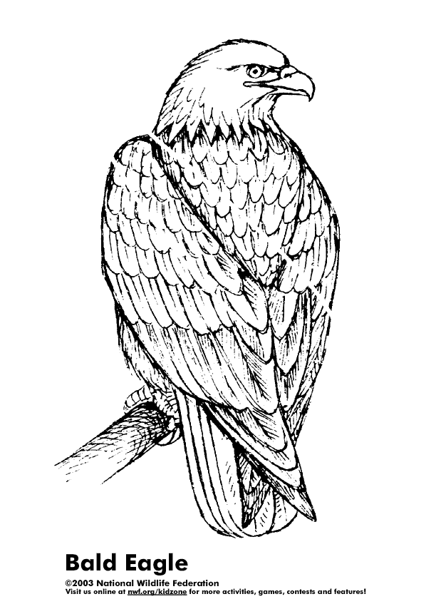 Sea Eagle coloring #11, Download drawings