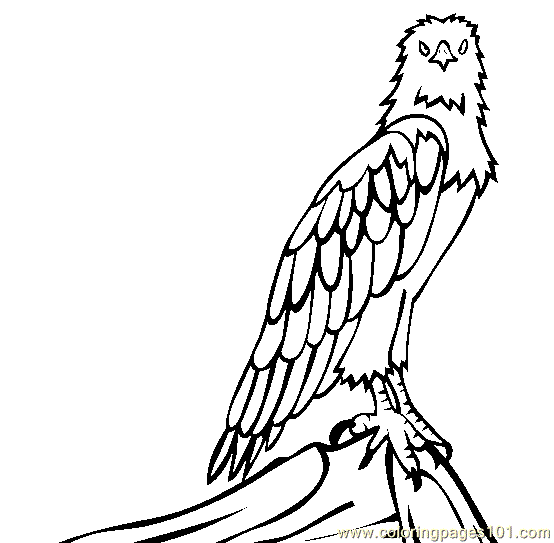 Sea Eagle coloring #5, Download drawings