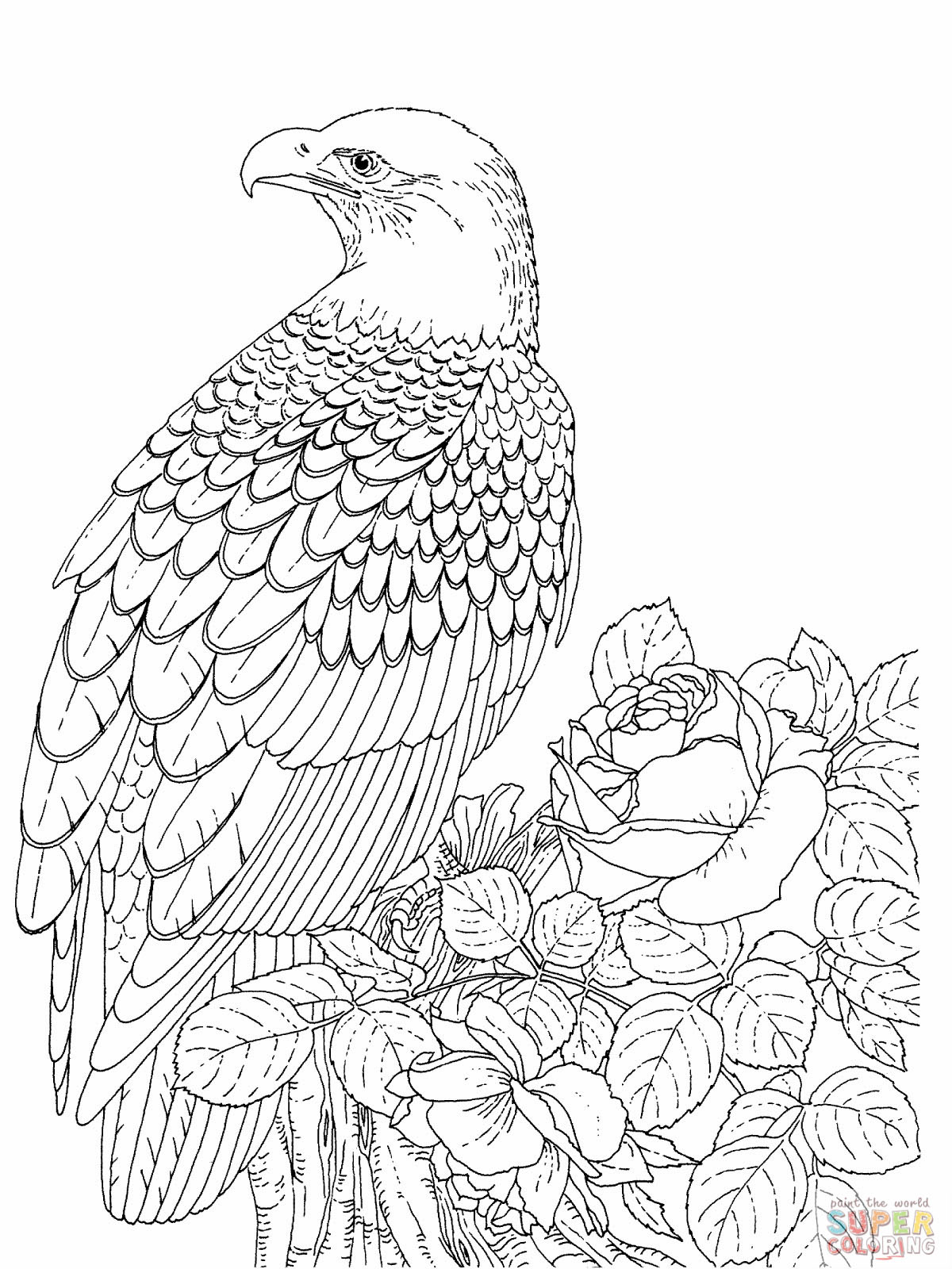 Sea Eagle coloring #16, Download drawings