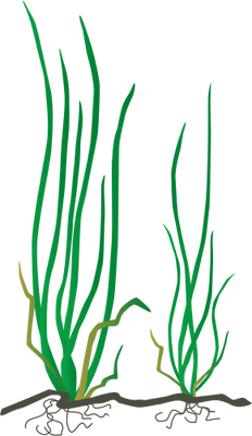 Sea Grass svg #4, Download drawings