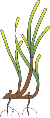 Sea Grass svg #9, Download drawings
