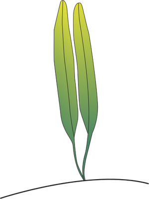 Sea Grass svg #18, Download drawings