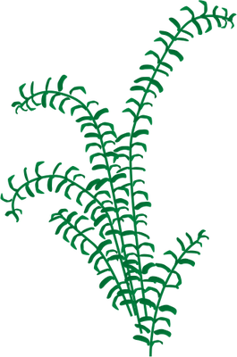 Sea Grass svg #5, Download drawings