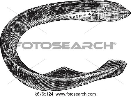 Sea Lamprey clipart #9, Download drawings