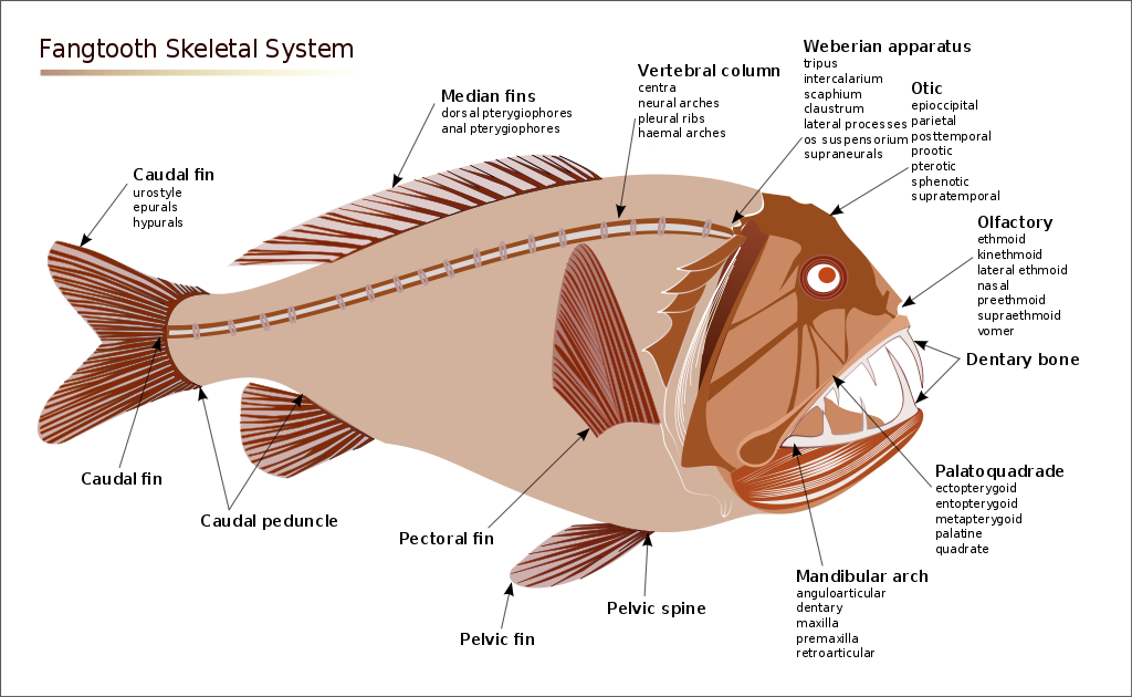 Sea Lamprey svg #17, Download drawings