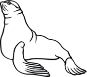 Sea Lion coloring #6, Download drawings