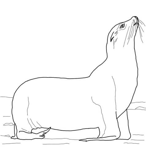 Sea Lion coloring #5, Download drawings