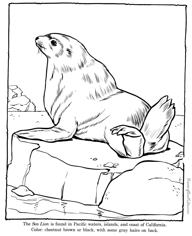 Sea Lion coloring #19, Download drawings