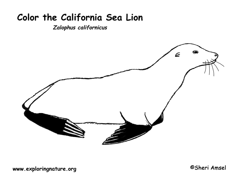 Sea Lion coloring #4, Download drawings