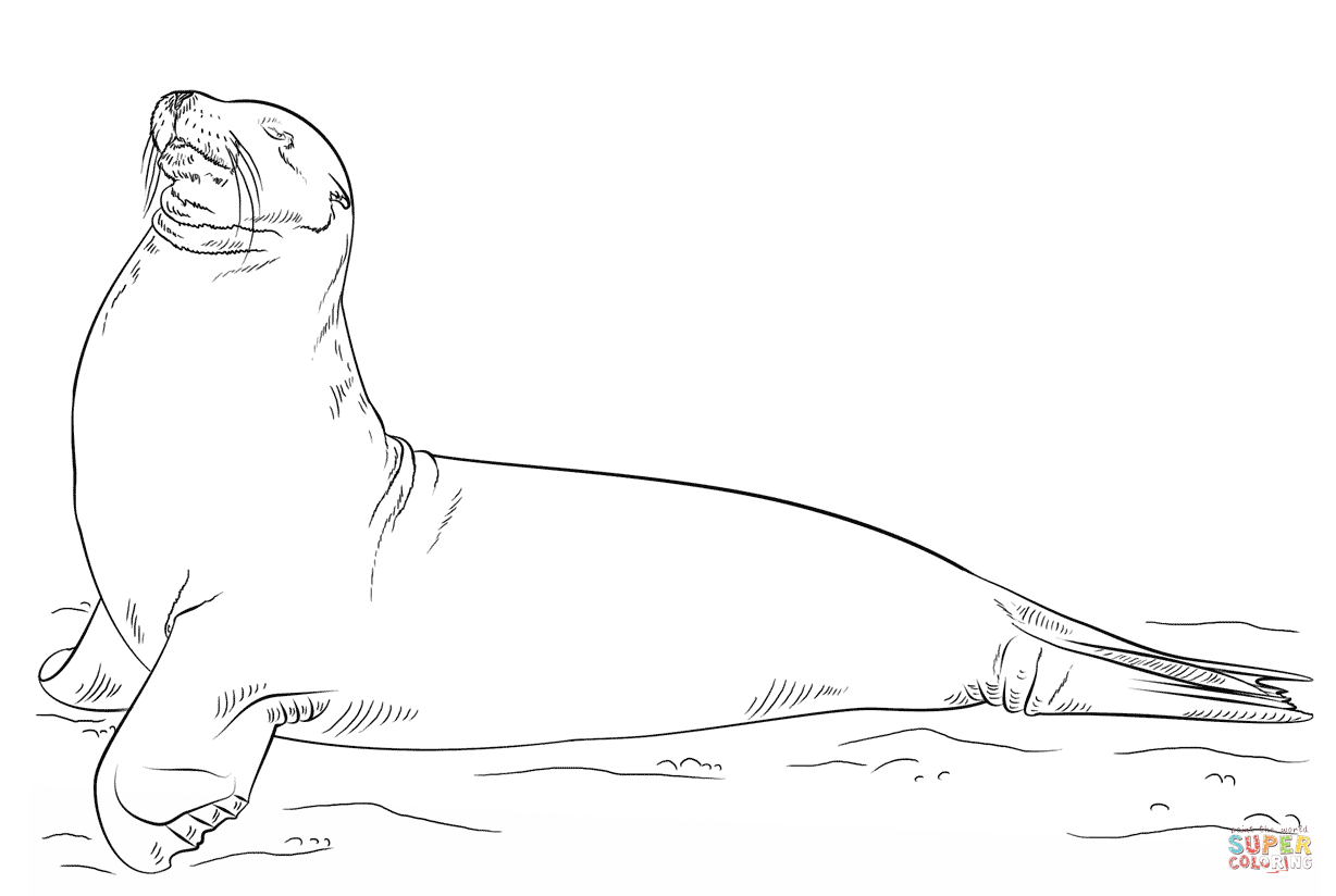 Sea Lion coloring #17, Download drawings