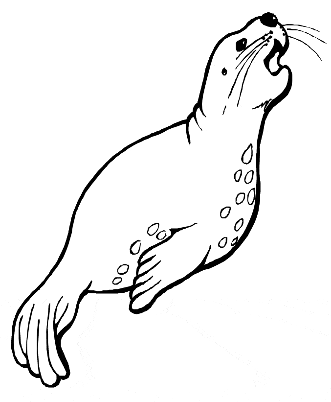 Sea Lion coloring #13, Download drawings