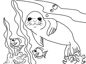 Sea Lion coloring #1, Download drawings