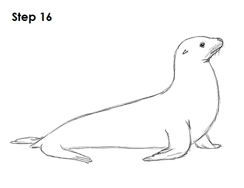 Sea Lion svg #5, Download drawings