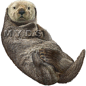 Sea Otter clipart #2, Download drawings