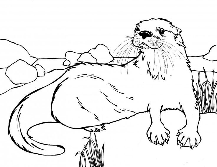 Sea Otter coloring #3, Download drawings
