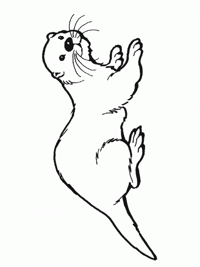 Sea Otter coloring #5, Download drawings