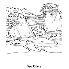 Sea Otter coloring #6, Download drawings