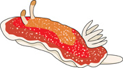 Sea Slug clipart #20, Download drawings