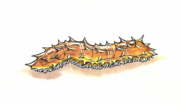 Sea Slug clipart #5, Download drawings