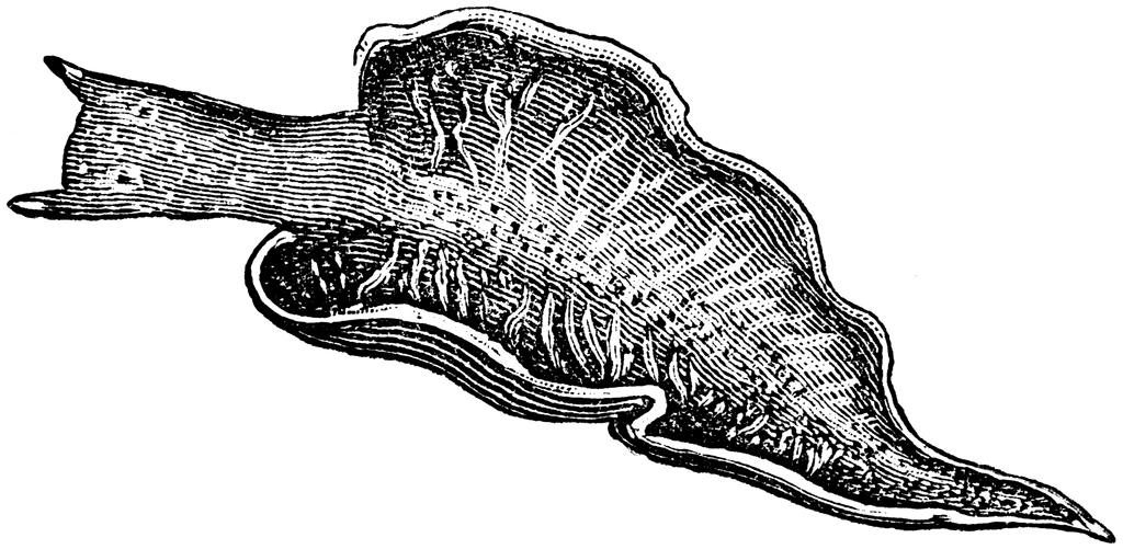 Sea Slug clipart #14, Download drawings