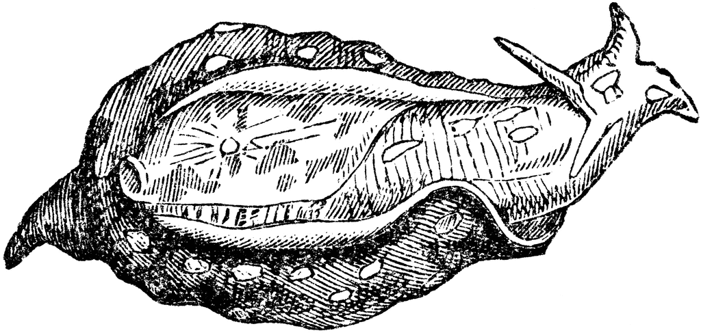 Sea Slug clipart #15, Download drawings