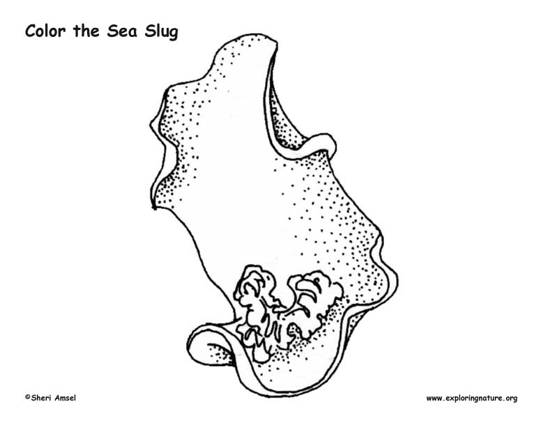 Sea Slug coloring #20, Download drawings