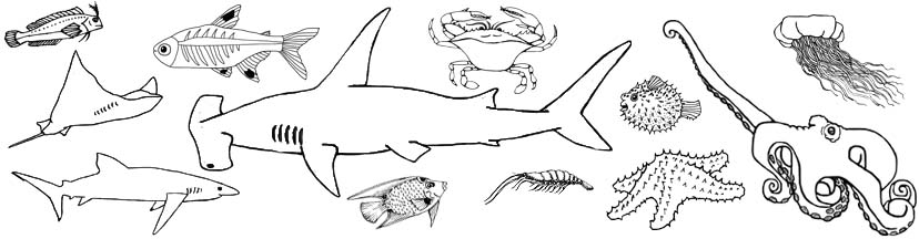 Sea Slug coloring #9, Download drawings