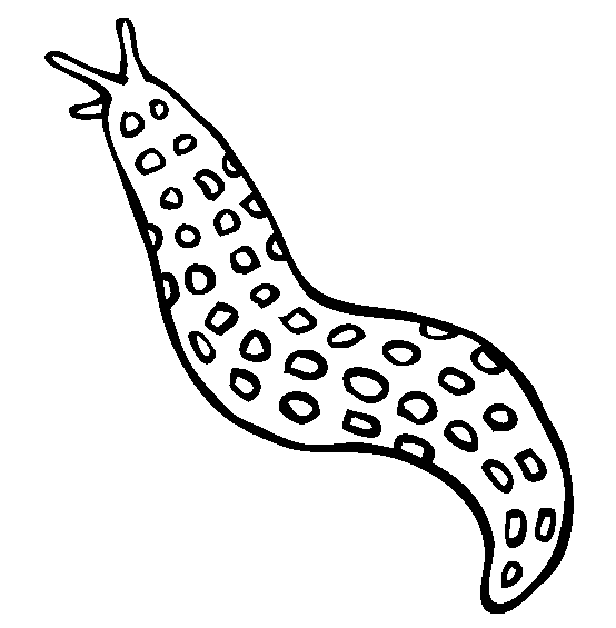 Sea Slug coloring #18, Download drawings