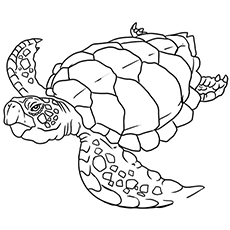 Sea Turtle coloring #2, Download drawings
