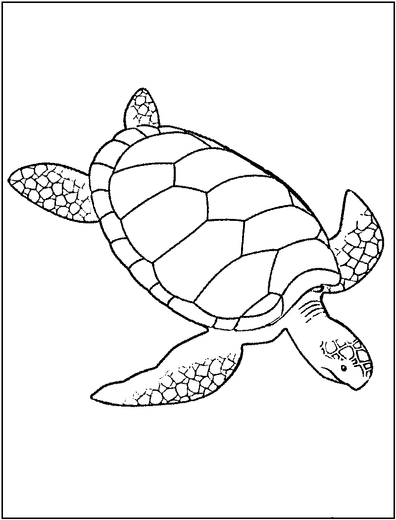 Sea Turtle coloring #16, Download drawings